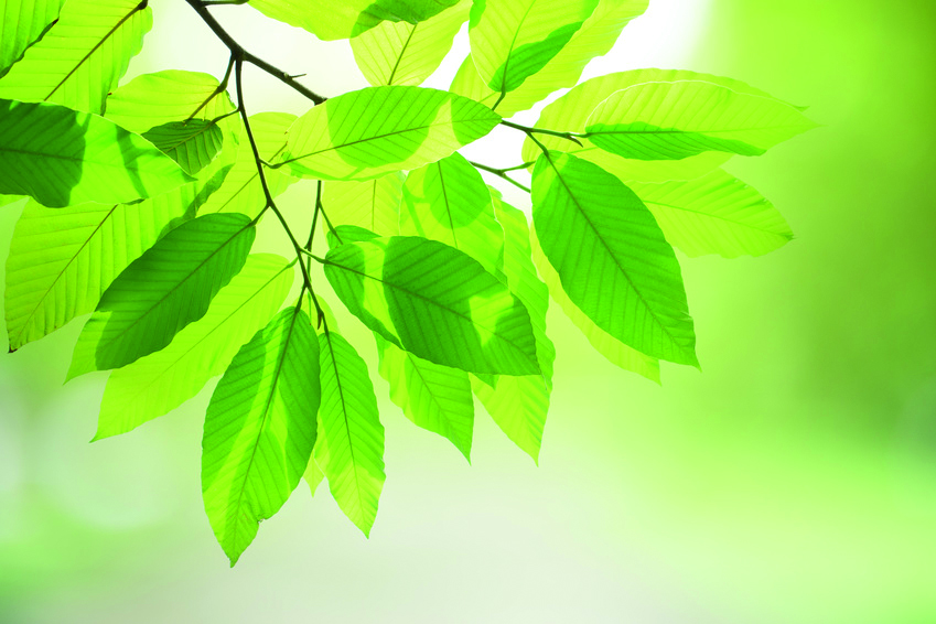 Fotolia_220227023_S.jpeg